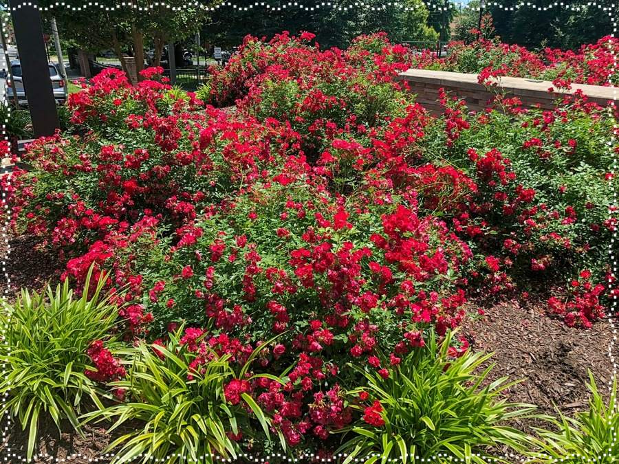 Red Drift róże okrywowe